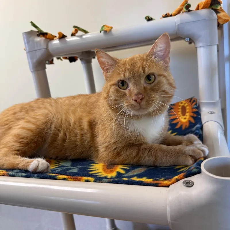 A young large-sized male Orange / Red Domestic Short Hair cat named Lasagna for adoption in Naperville, IL