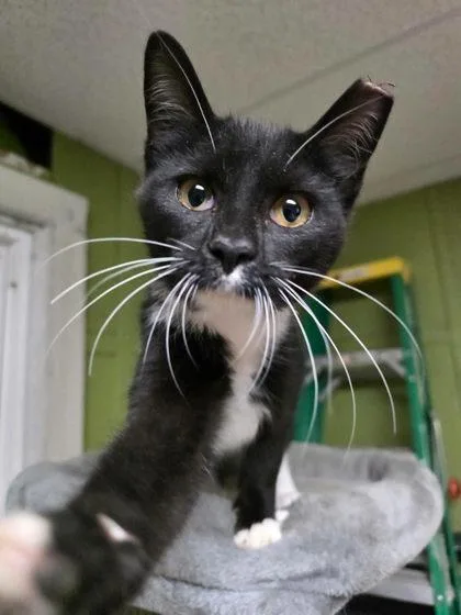 A young medium-sized male Domestic Short Hair cat named Tommy Pickles for adoption in Berwick, PA