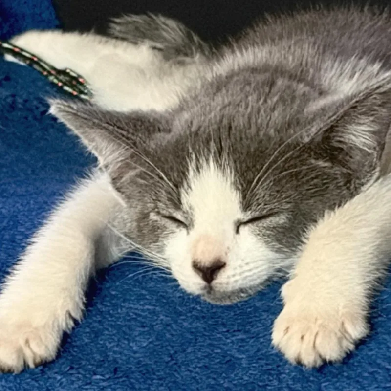 A baby small-sized female Domestic Short Hair cat named Willow for adoption in Cumming, GA