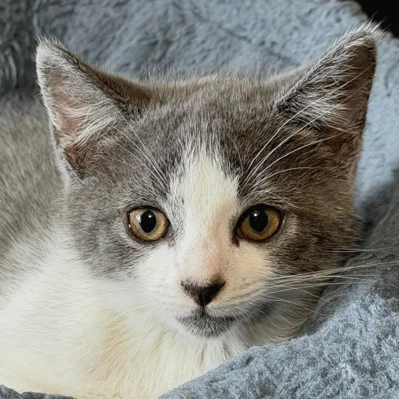 Willow thumbnail 2