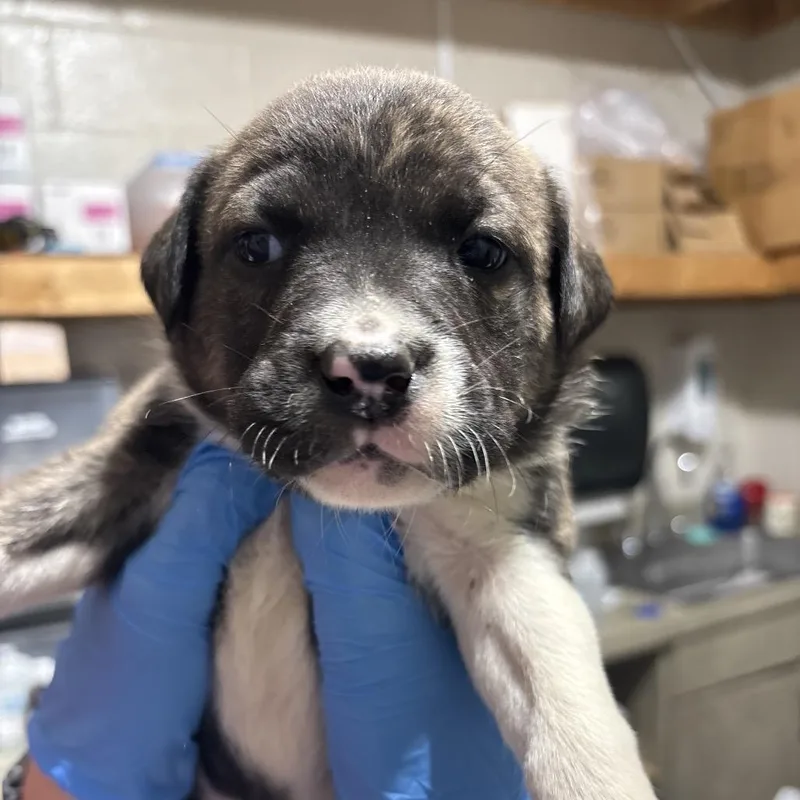 A baby small-sized female Brown / Chocolate Mixed Breed dog named Autumn for adoption in Milton, FL