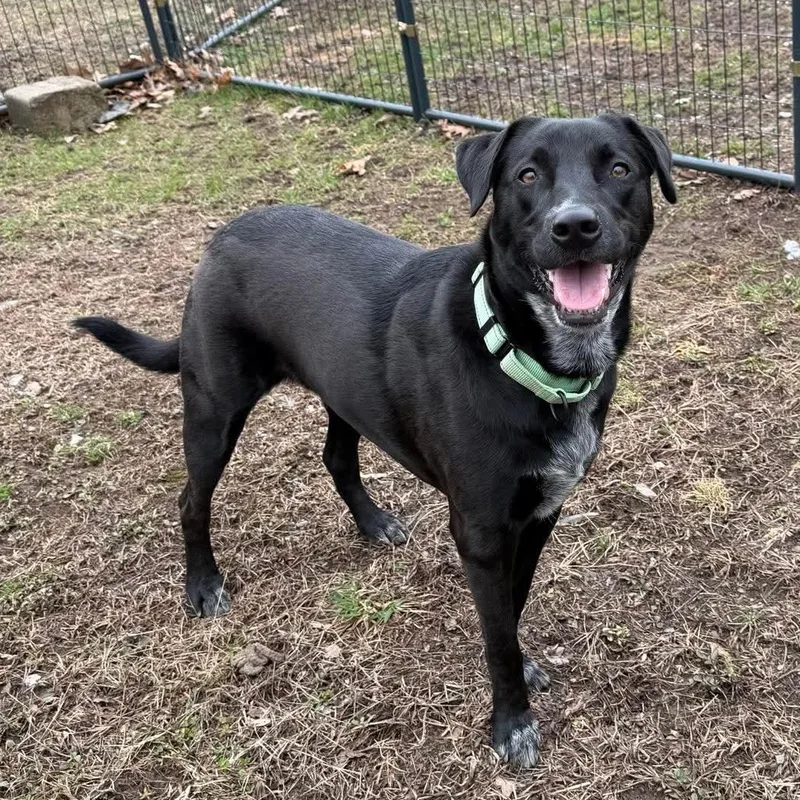 A young medium-sized female Black Mixed Breed dog named Lacey for adoption in BONIFAY, FL