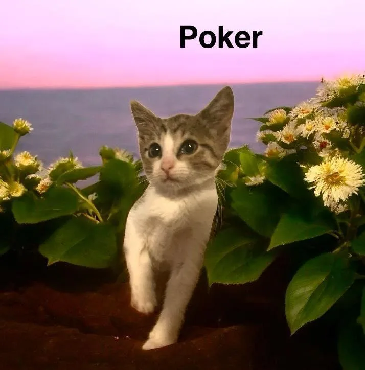 Poker thumbnail 3