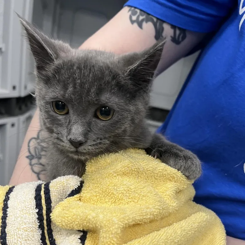 A baby small-sized male Gray / Blue / Silver Domestic Short Hair cat named Shampoo for adoption in Greensboro, NC