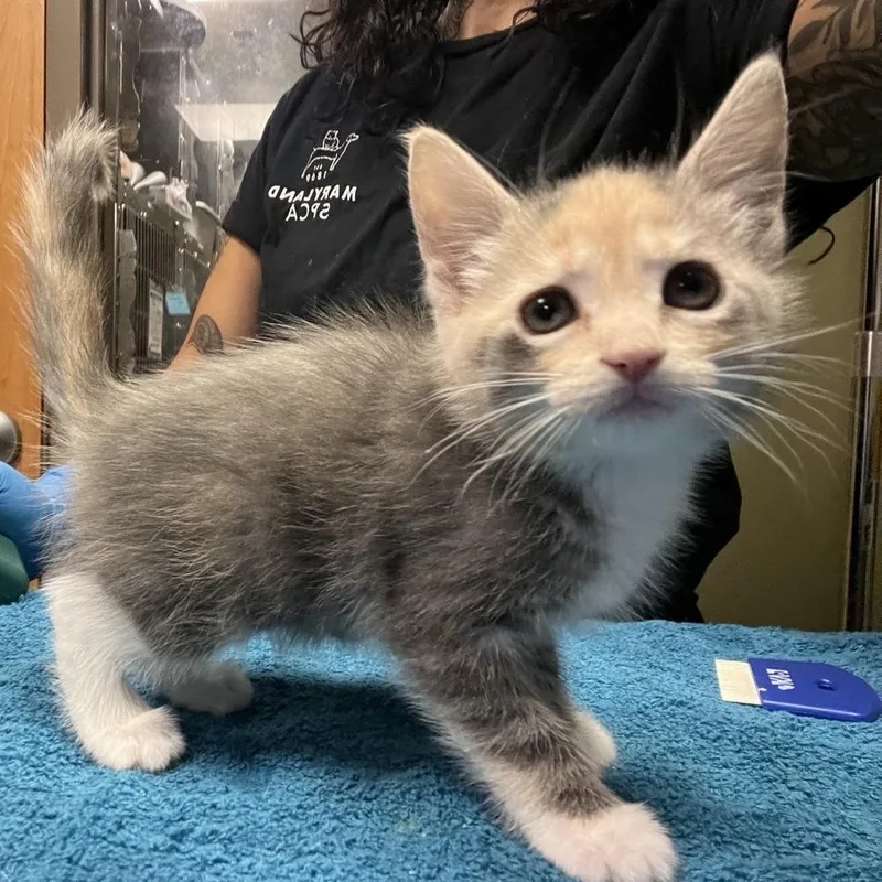 A baby small-sized female Calico Domestic Short Hair cat named Ketchup for adoption in Baltimore, MD
