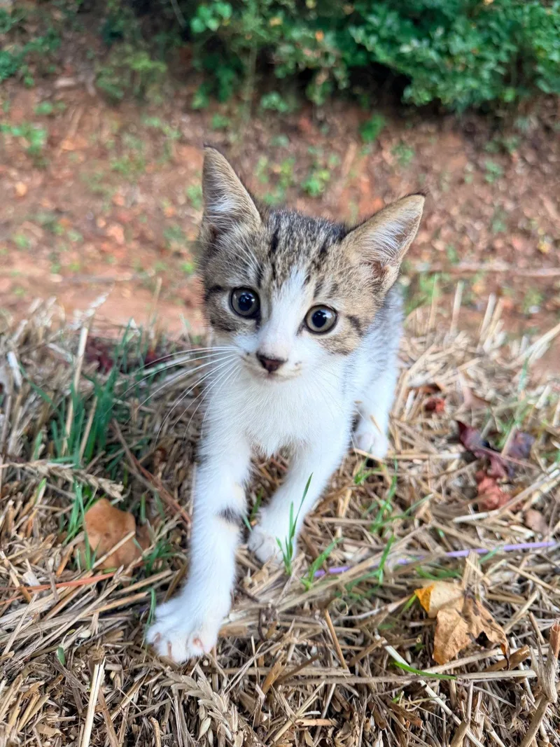 A baby medium-sized male Tabby cat named Pebbles for adoption in Buford, GA