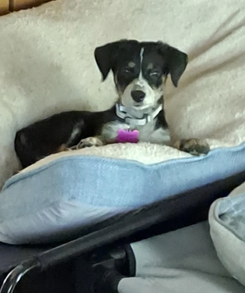 A baby medium-sized female Pointer dog named Moxie for adoption in Bothell, WA