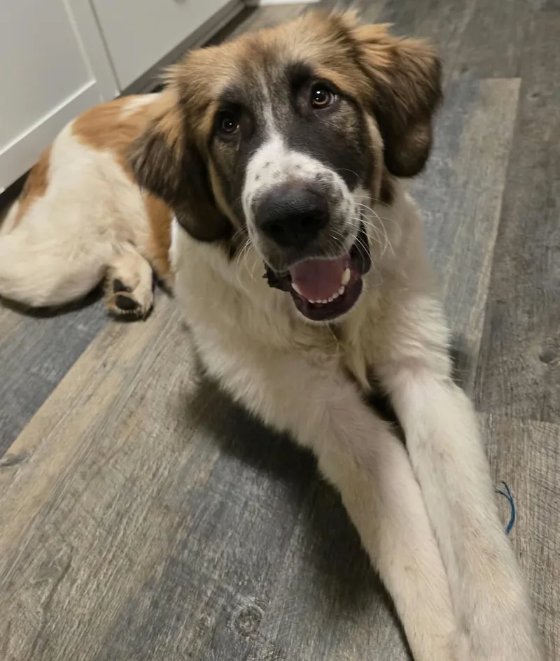 A baby large-sized male White / Cream Great Pyrenees dog named George for adoption in Kiowa, OK