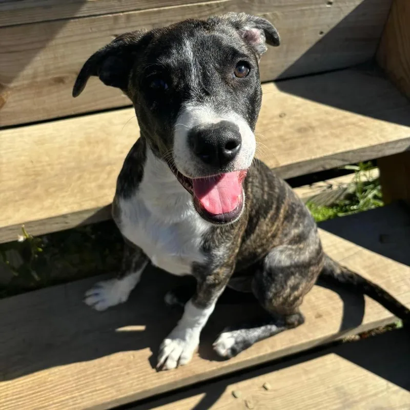 Chaka Khan Paws Inprison