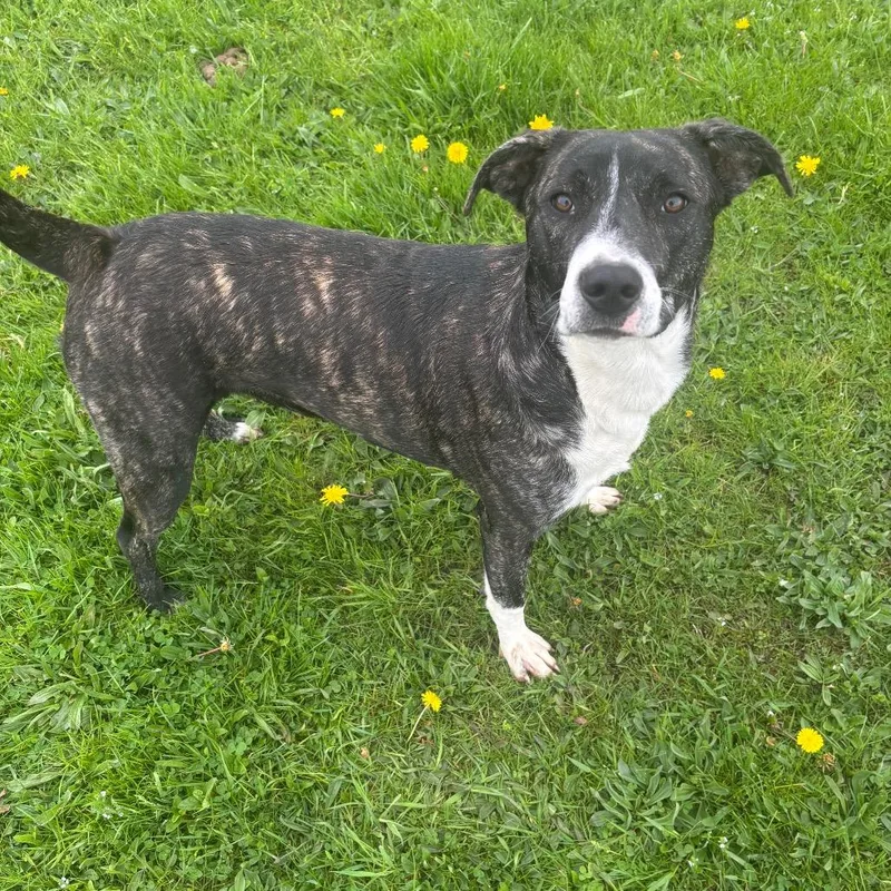 Chaka Khan Paws Inprison thumbnail 2