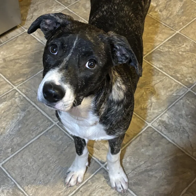 Chaka Khan Paws Inprison thumbnail 3