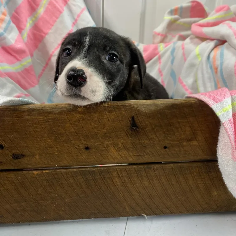 Chaka Khan Paws Inprison thumbnail 4