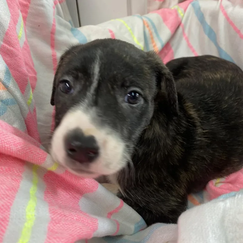 Chaka Khan Paws Inprison thumbnail 5