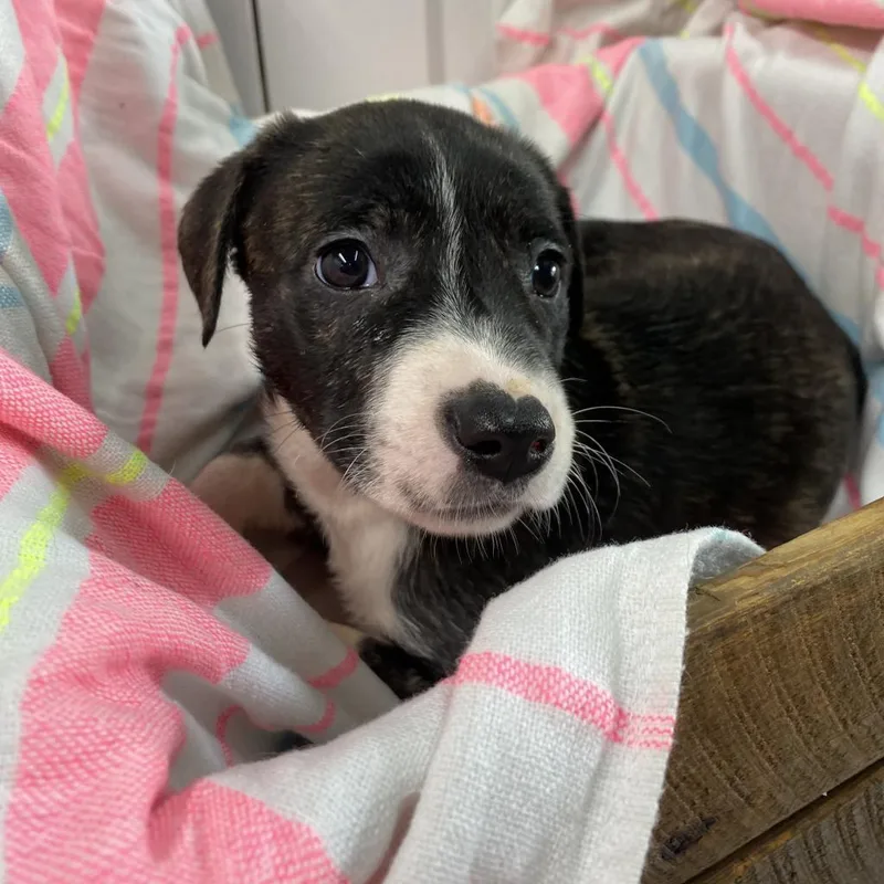 Chaka Khan Paws Inprison thumbnail 6