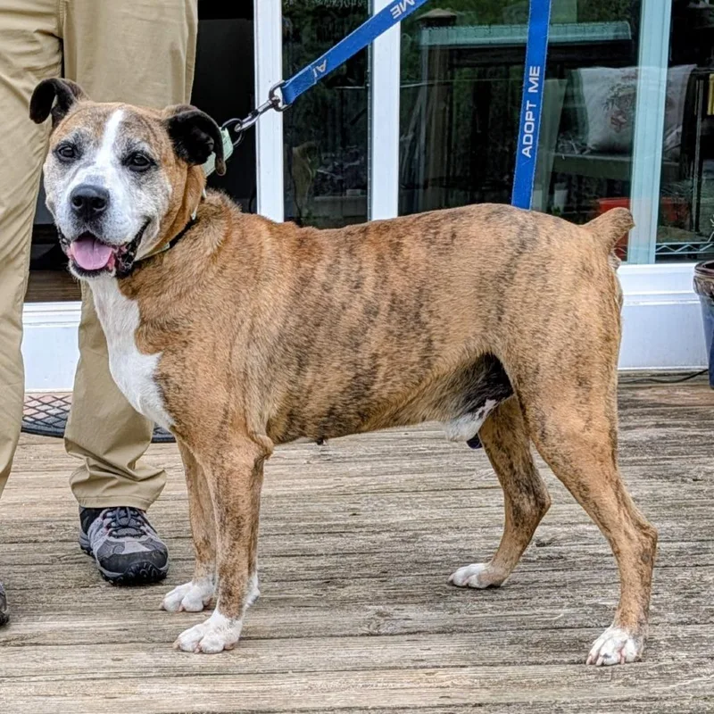 A senior large-sized male Brown / Chocolate Boxer dog named Frank for adoption in Potomac, MD