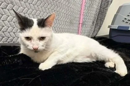 An adult medium-sized female Domestic Short Hair cat named Dottie Biscuit for adoption in Lampasas, TX