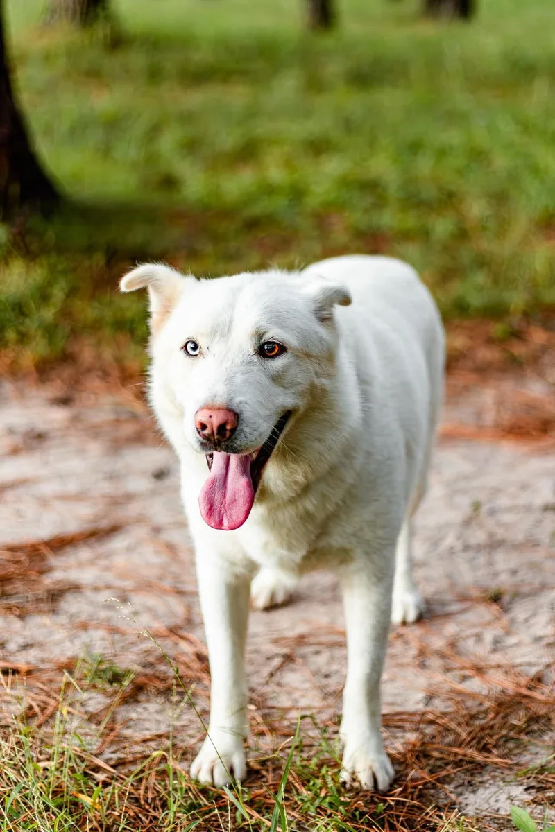 An adult large-sized male White / Cream Husky dog named Buckeye for adoption in Tomball, TX