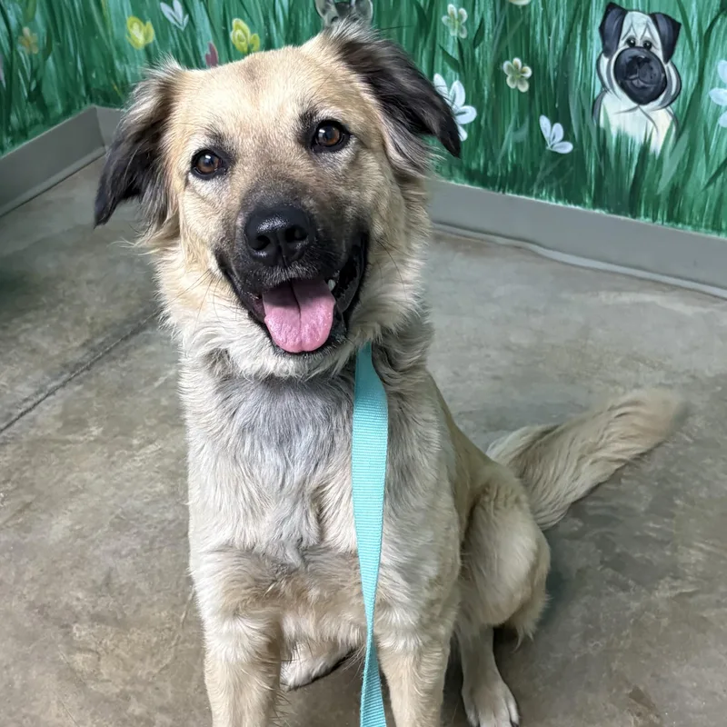 An adult medium-sized female Apricot / Beige Golden Retriever dog named Diamond for adoption in Godfrey, IL