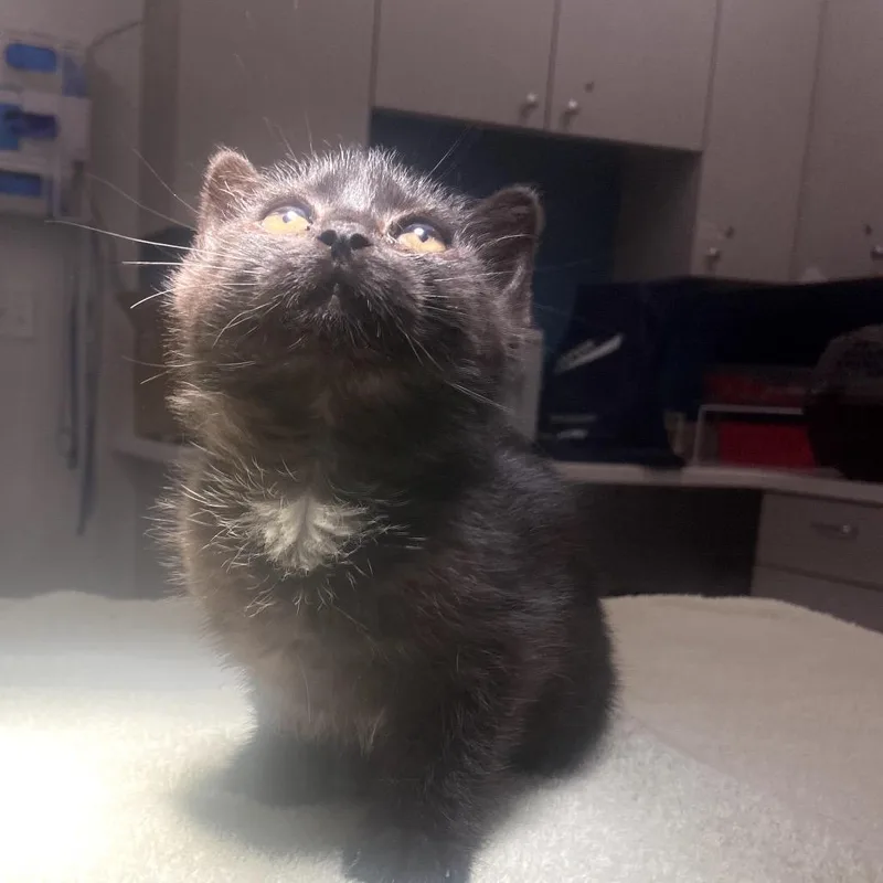 A baby small-sized female Black Domestic Medium Hair cat named Illini for adoption in Winston Salem, NC