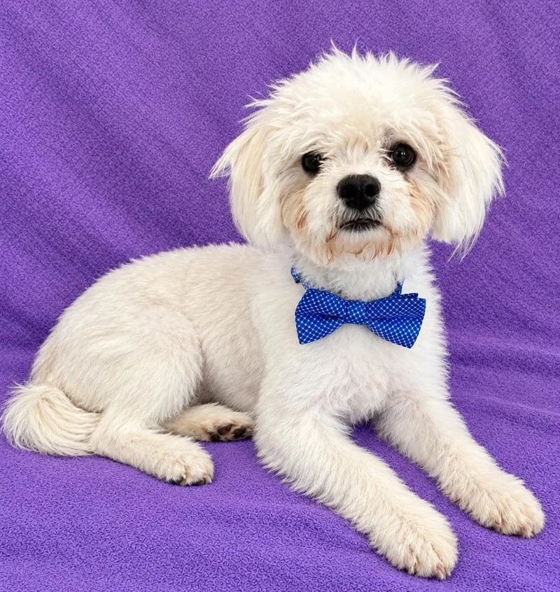 A young small-sized male Shih Tzu dog named Mylo for adoption in Lodi, CA