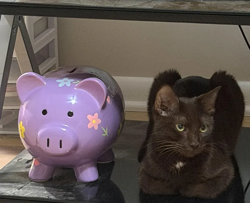 A young medium-sized female Domestic Short Hair cat named Savannah for adoption in Aylett, VA