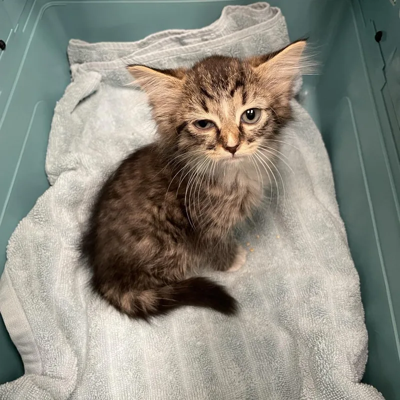 A baby small-sized female Gray / Blue / Silver Domestic Short Hair cat named StrayWakefieldWay for adoption in Columbus, GA