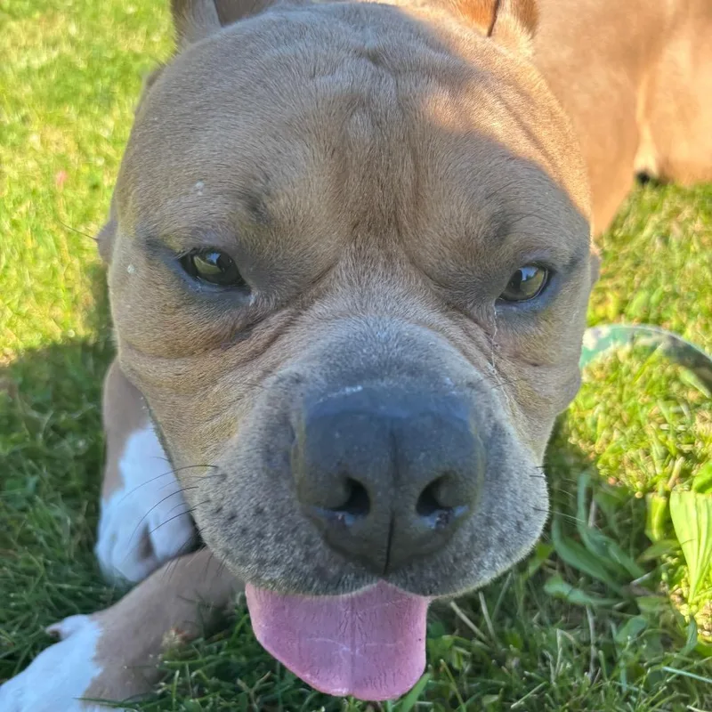An adult large-sized male Yellow / Tan / Blond / Fawn Mixed Breed dog named Grub for adoption in Pittsburgh, PA