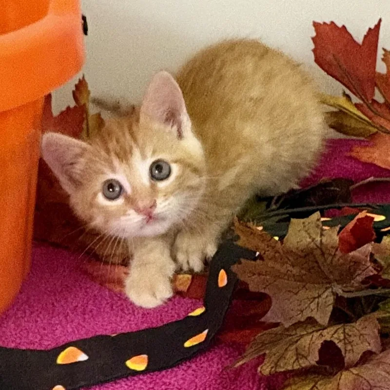 A baby medium-sized female Tabby (Orange / Red) Domestic Short Hair cat named Candy Corn for adoption in Charles City, IA