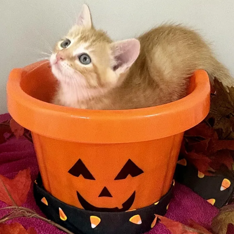Candy Corn thumbnail 6