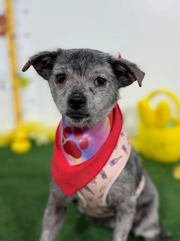 A senior small-sized female Gray / Blue / Silver Border Terrier dog named Sierra Mist for adoption in Carlsbad, CA