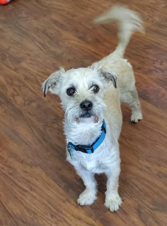 A young small-sized male Schnauzer dog named Hans for adoption in Coppell, TX