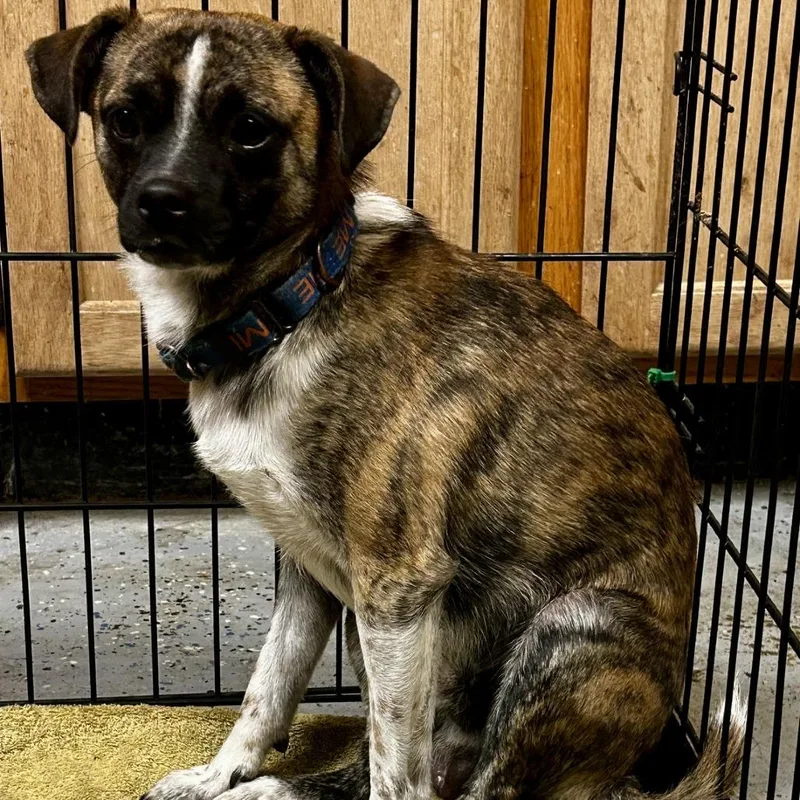 A young small-sized female Brindle Mixed Breed dog named D Pearl for adoption in Franklin, PA
