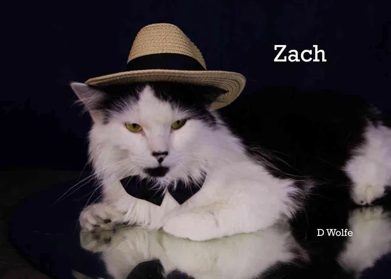 An adult large-sized male Black & White / Tuxedo Domestic Long Hair cat named Zach for adoption in York, NE