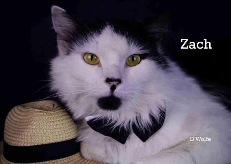 Zach thumbnail 3