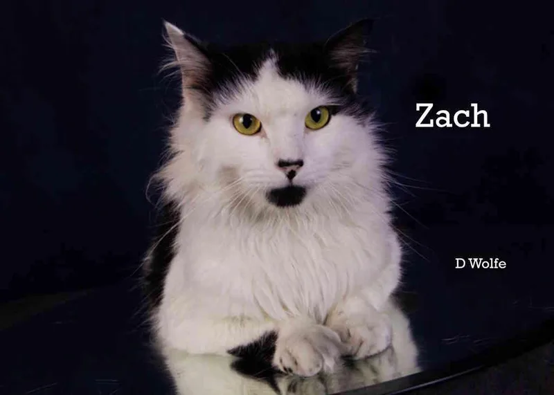 Zach thumbnail 4