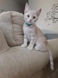 Casanova thumbnail 2