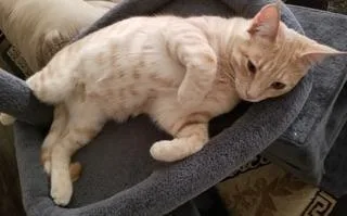 Casanova thumbnail 5