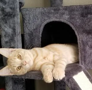 Casanova thumbnail 6