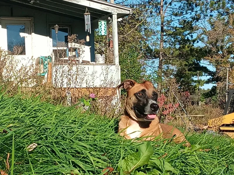 Daisy