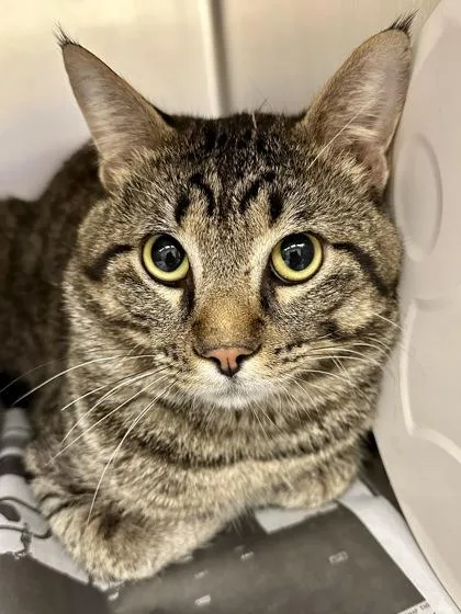 An adult large-sized male Buff / Tan / Fawn Domestic Short Hair cat named Michty for adoption in Wichita, KS