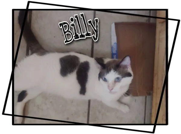 Billy thumbnail 2