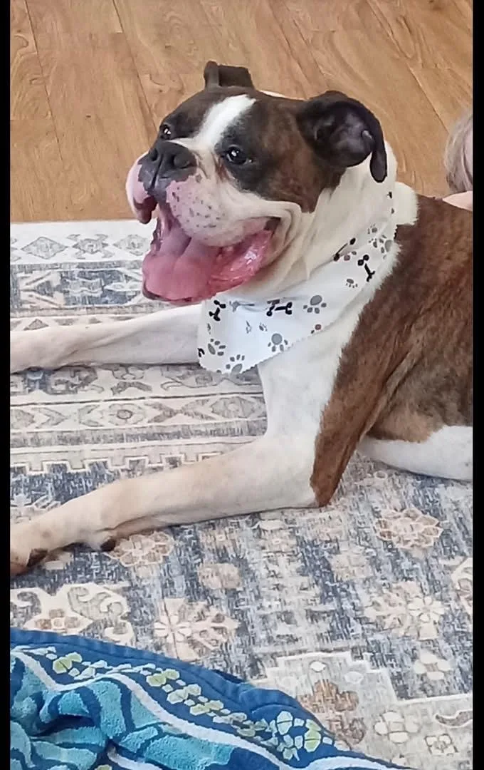 Sarge