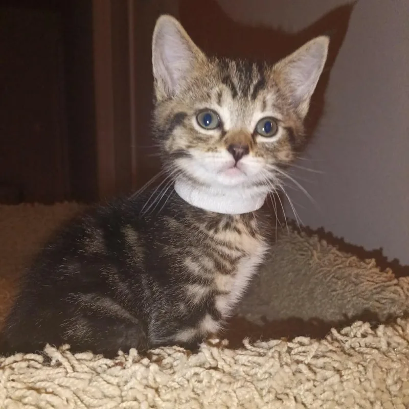 A baby small-sized female Brown / Chocolate Domestic Short Hair cat named Chia white for adoption in Ferndale, WA