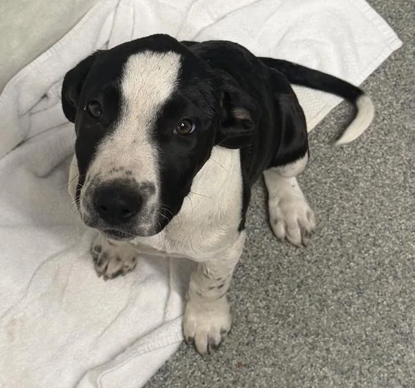 A baby medium-sized female Pit Bull Terrier dog named Ferrari for adoption in Escondido, CA