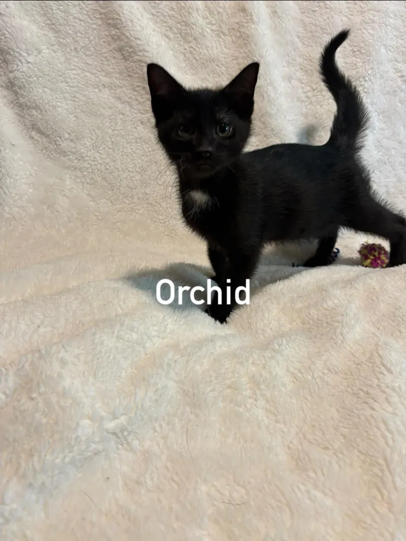 A baby medium-sized male Black Domestic Short Hair cat named Orchid for adoption in Morehead, KY