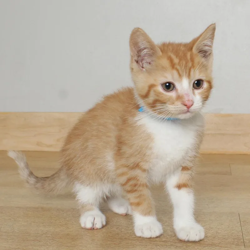 A baby small-sized male Orange / Red Domestic Short Hair cat named Toe C for adoption in Minnetonka, MN