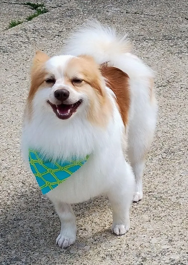 An adult small-sized male Pomeranian dog named Joshua for adoption in Coatesville, PA
