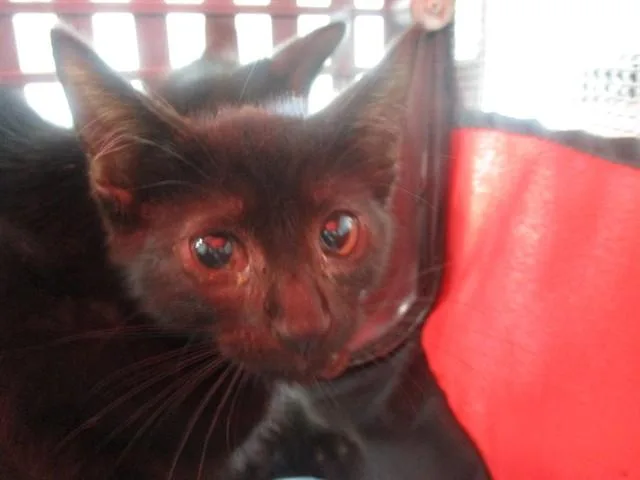 A baby small-sized male Domestic Short Hair cat named Randall for adoption in Ocala, FL