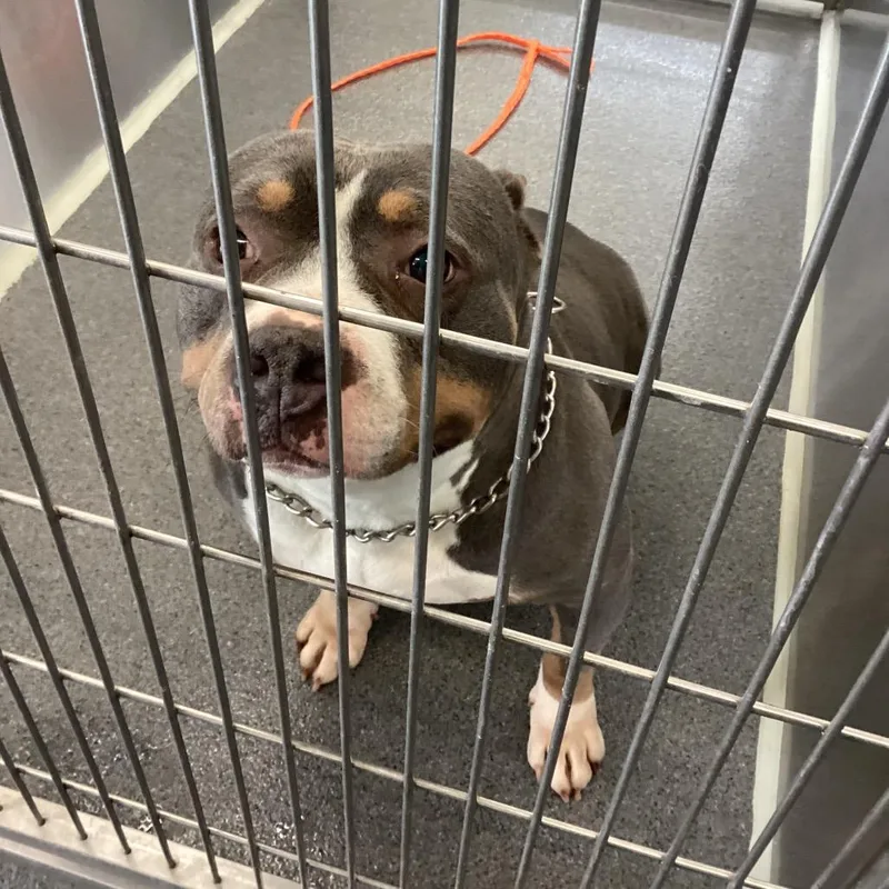Pepper