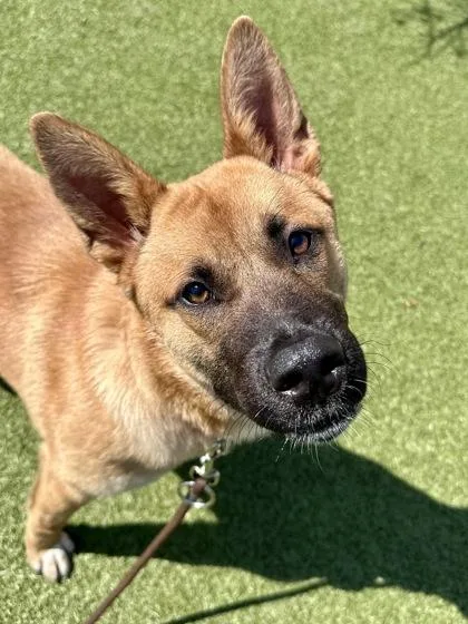 A young large-sized female Red / Chestnut / Orange Mixed Breed dog named Krista for adoption in Wichita, KS